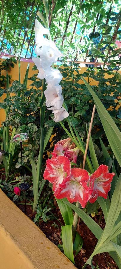 Casa Maestro Lelo - Acogedora Casa Rural Canaria Con Patios Y Jardines De Flores Λας Πάλμας ντε Γκραν Κανάρια Εξωτερικό φωτογραφία