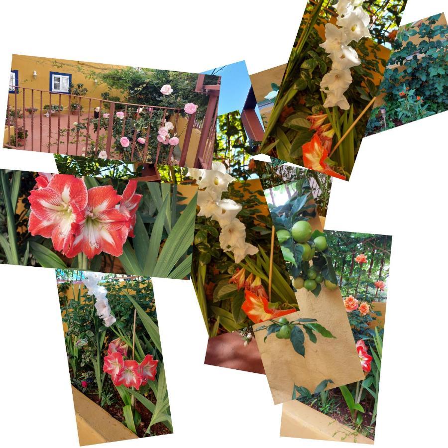 Casa Maestro Lelo - Acogedora Casa Rural Canaria Con Patios Y Jardines De Flores Λας Πάλμας ντε Γκραν Κανάρια Εξωτερικό φωτογραφία