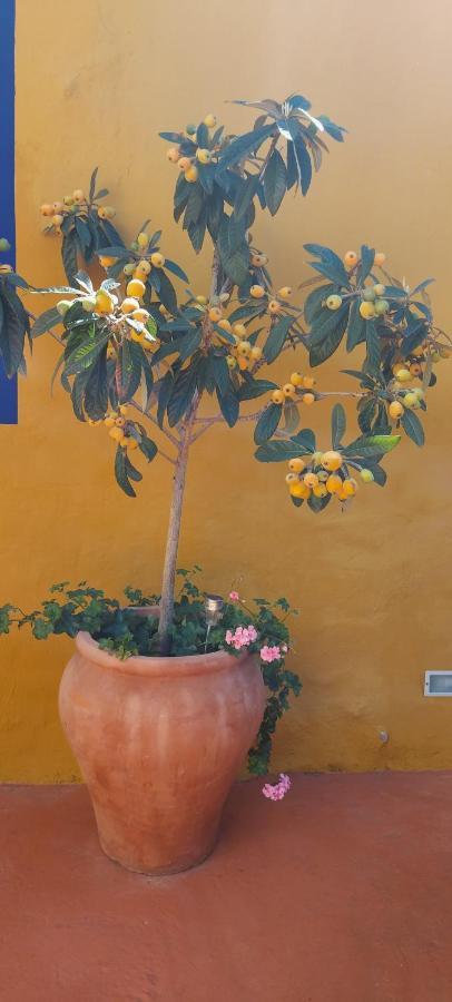 Casa Maestro Lelo - Acogedora Casa Rural Canaria Con Patios Y Jardines De Flores Λας Πάλμας ντε Γκραν Κανάρια Εξωτερικό φωτογραφία